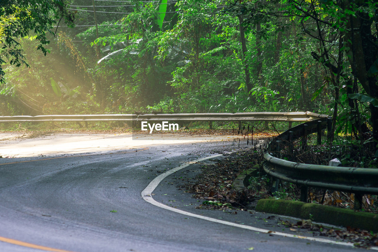 Road by trees in forest