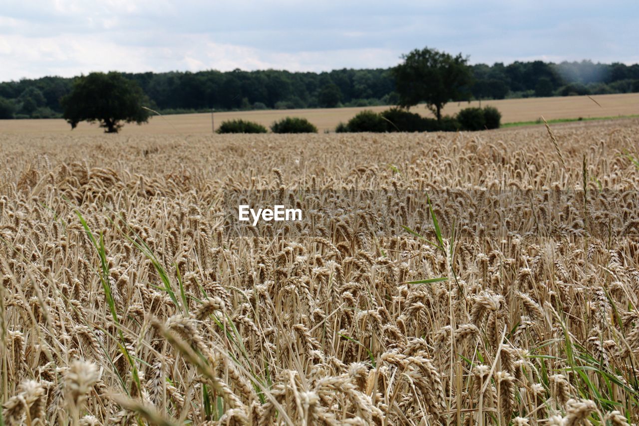 Scenic view of wheat field against sky