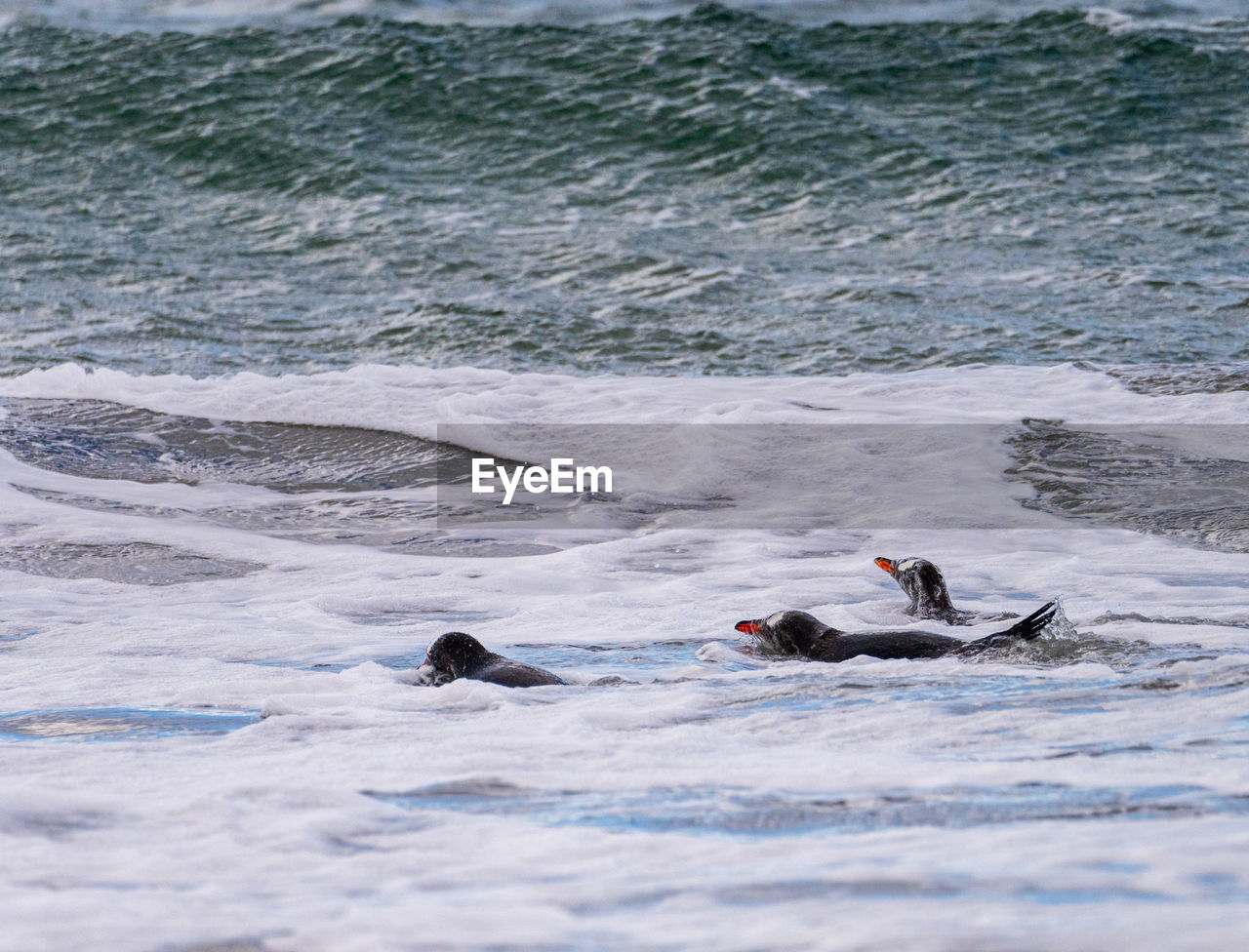 high angle view of duck swimming in sea