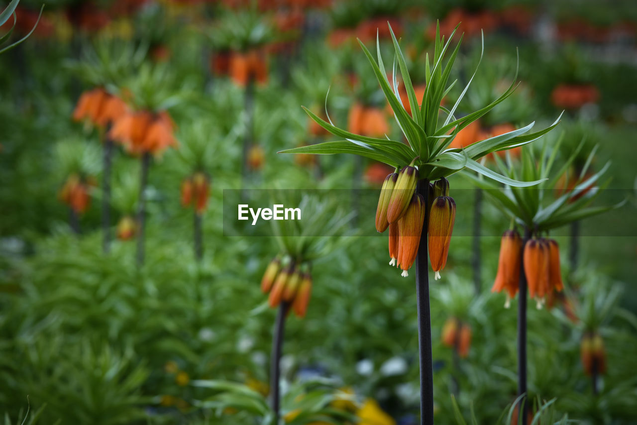 Close-up of orange flowering plant on field