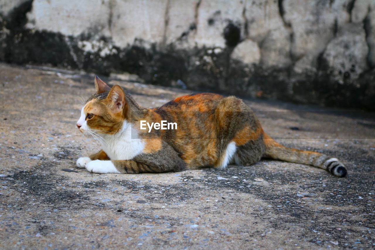 Side view of cat lying on ground