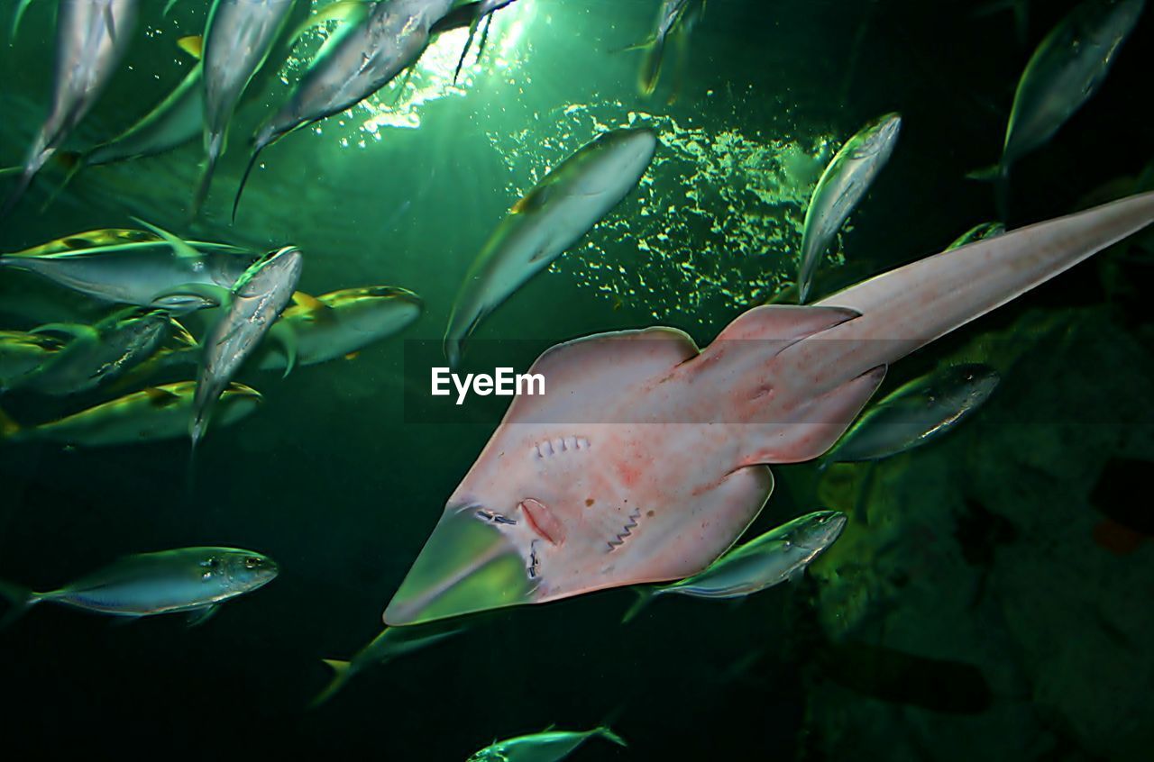 Fish swimming in aquarium