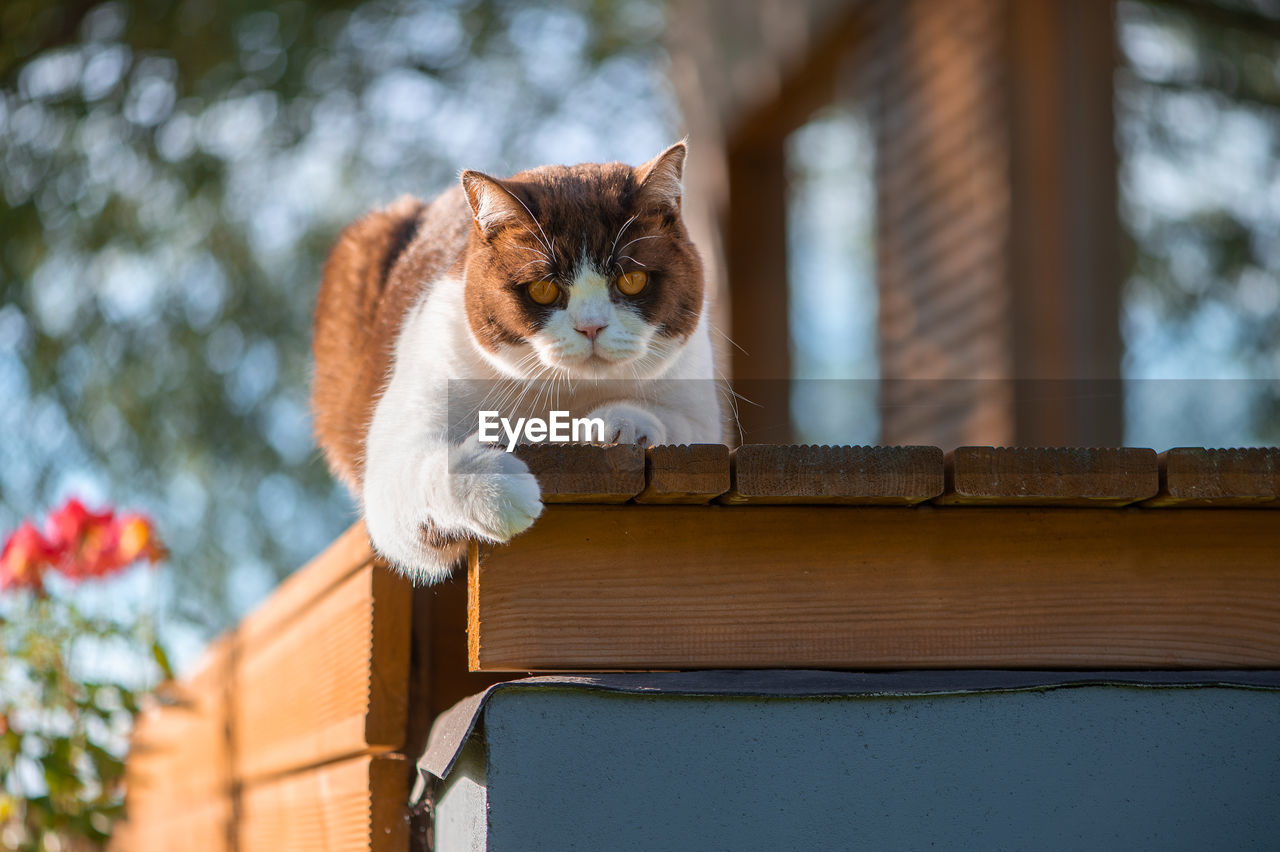 mammal, animal, animal themes, cat, pet, domestic animals, one animal, domestic cat, feline, felidae, small to medium-sized cats, no people, portrait, nature, carnivore, looking at camera, whiskers, cute, day, sitting, kitten, focus on foreground, outdoors, looking