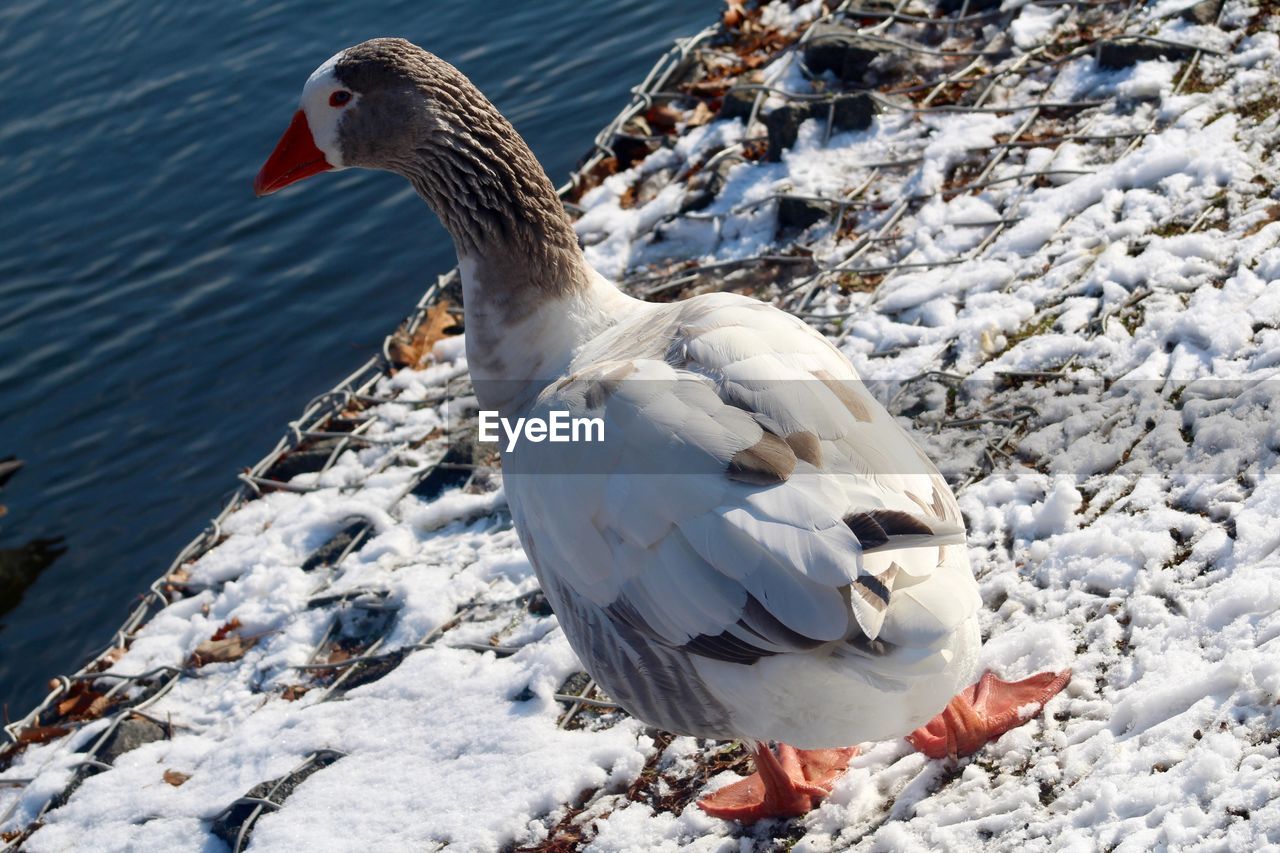 SWANS ON LAKE