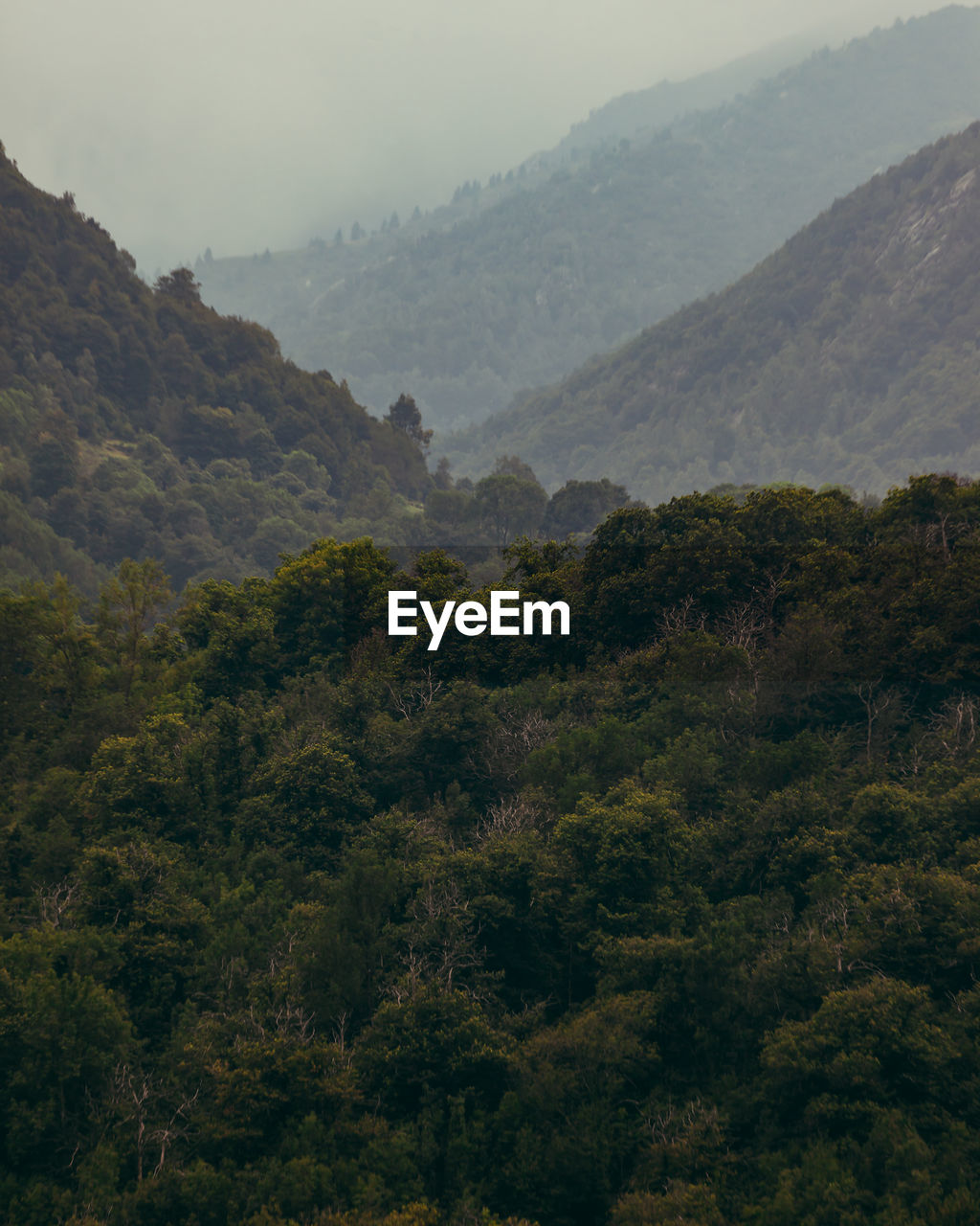 TREES ON LANDSCAPE AGAINST MOUNTAINS