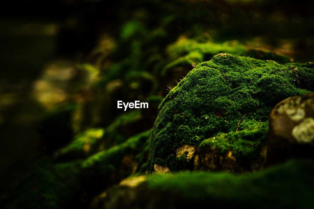 CLOSE-UP OF MOSS COVERED ROCKS