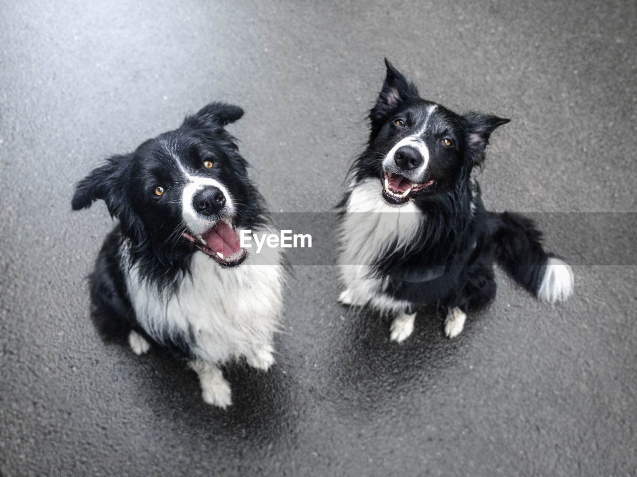 High angle portrait of border collies sitting on road