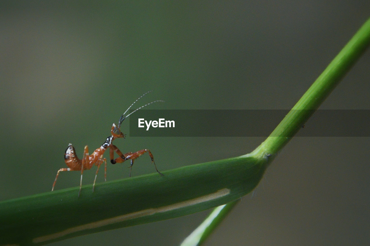 CLOSE-UP OF ANTS ON LEAF
