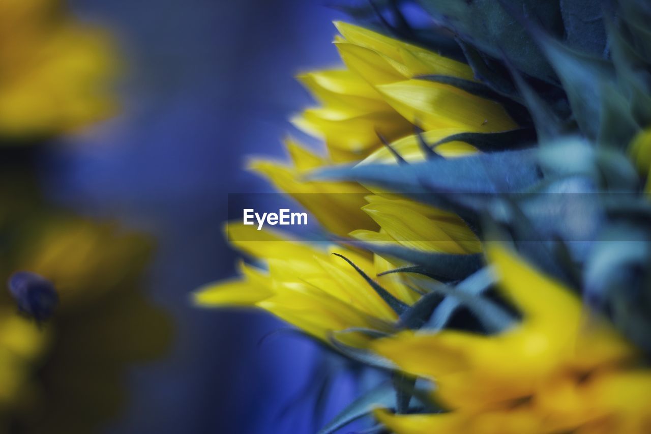 Close-up of yellow flowering plant