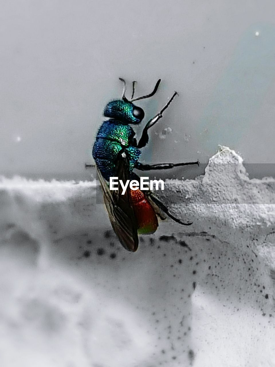Close-up of housefly