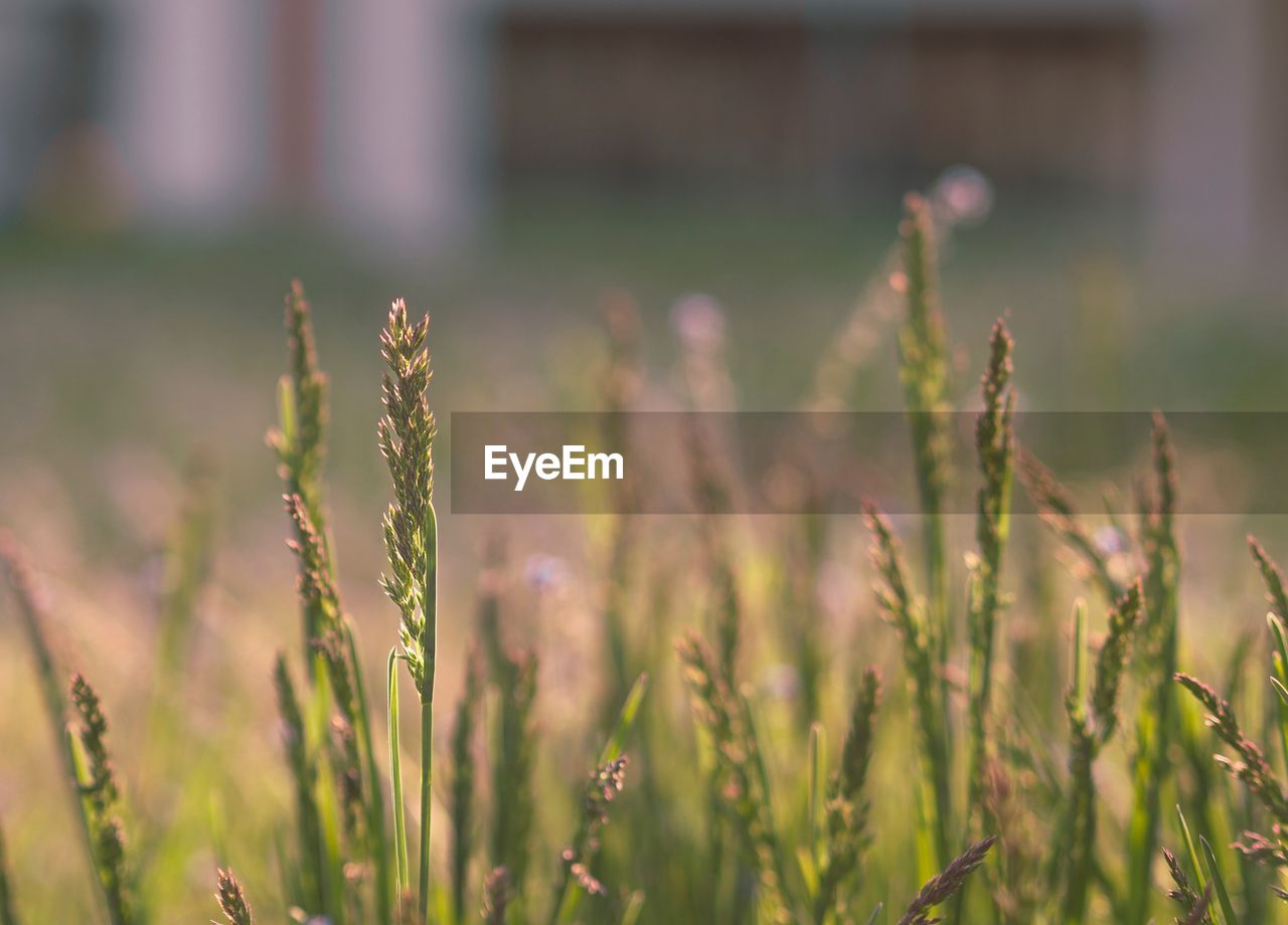 Close-up of plants growing on field