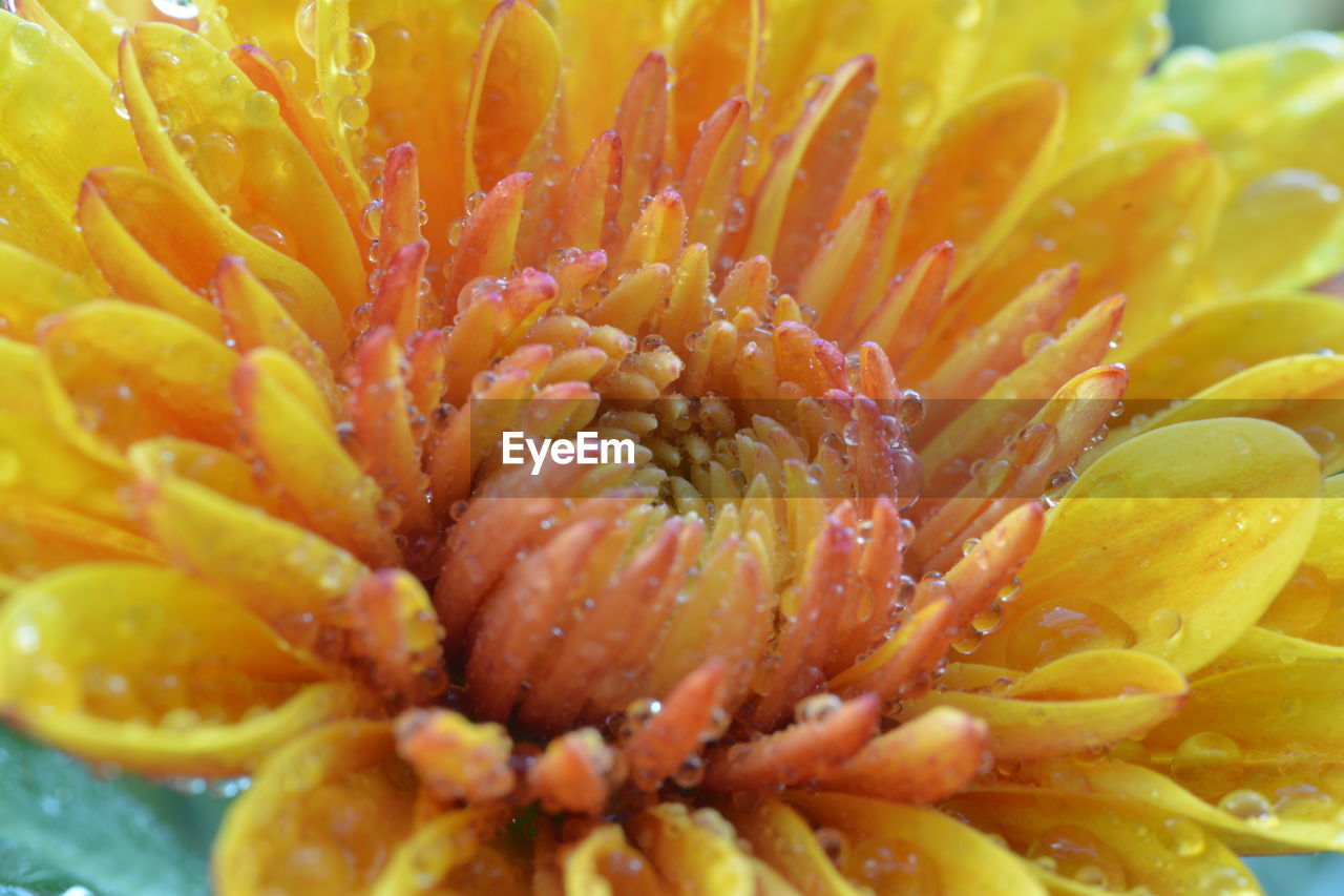 Extreme close up of flower head