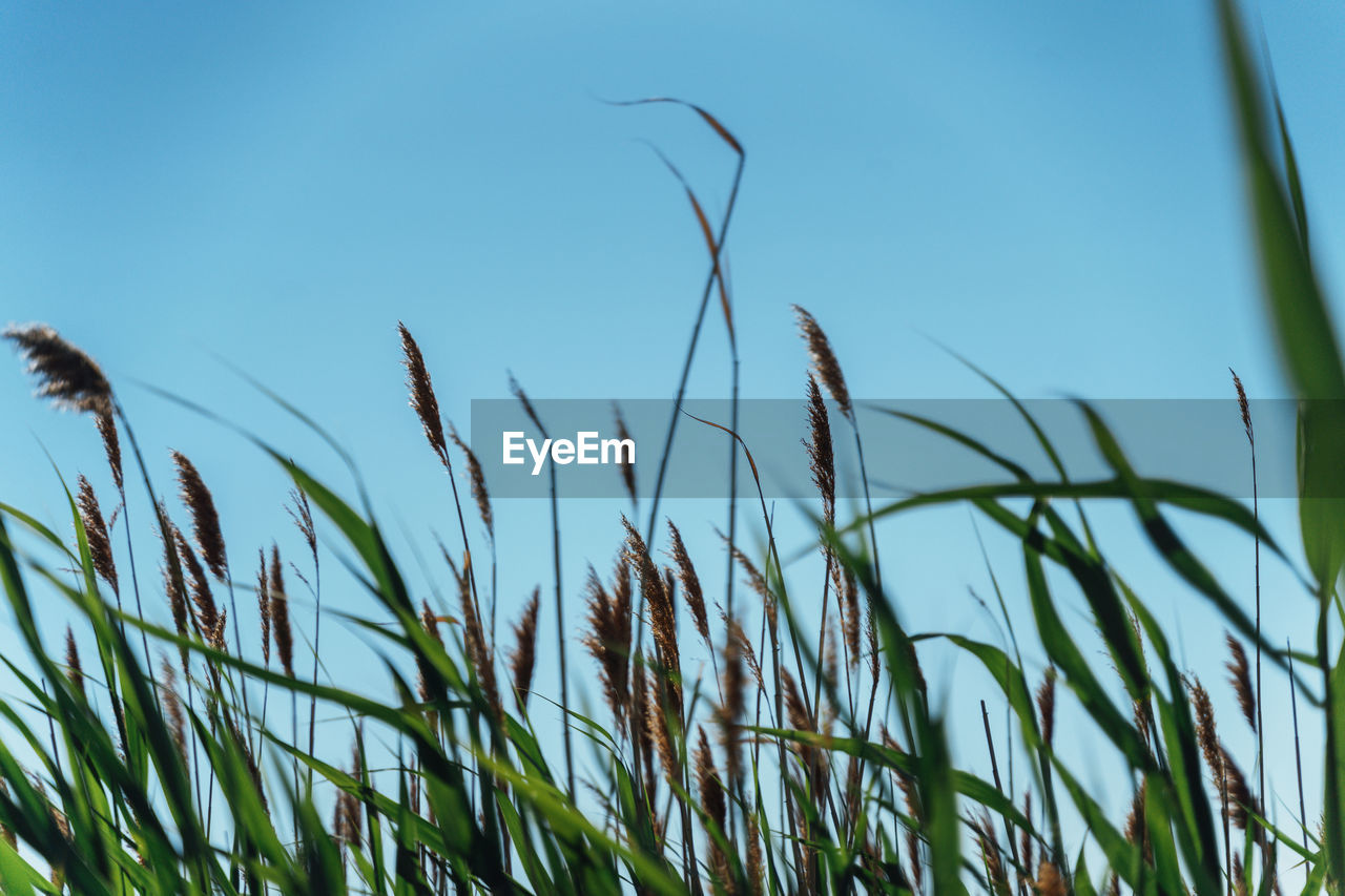 LOW ANGLE VIEW OF STALKS AGAINST CLEAR BLUE SKY