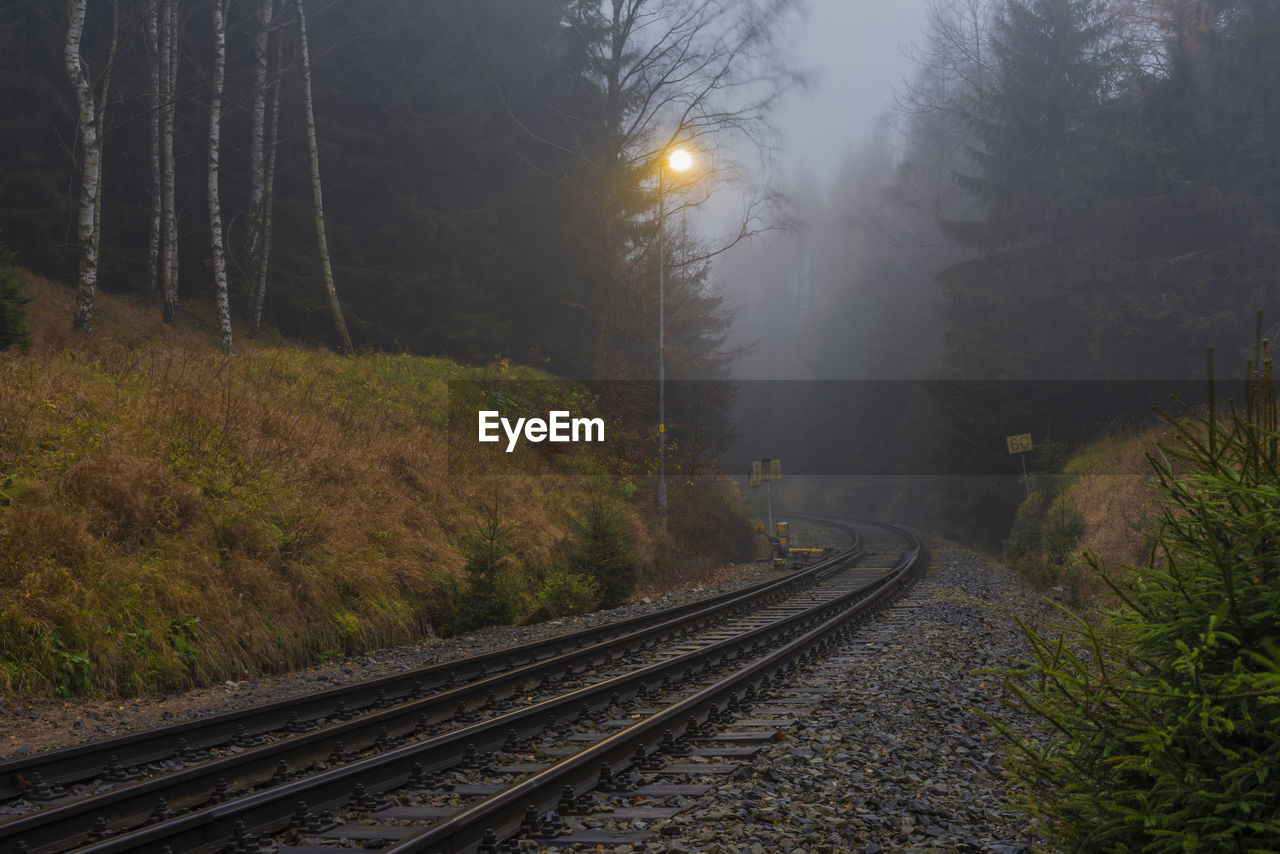 RAILROAD TRACKS BY TREES IN FOREST