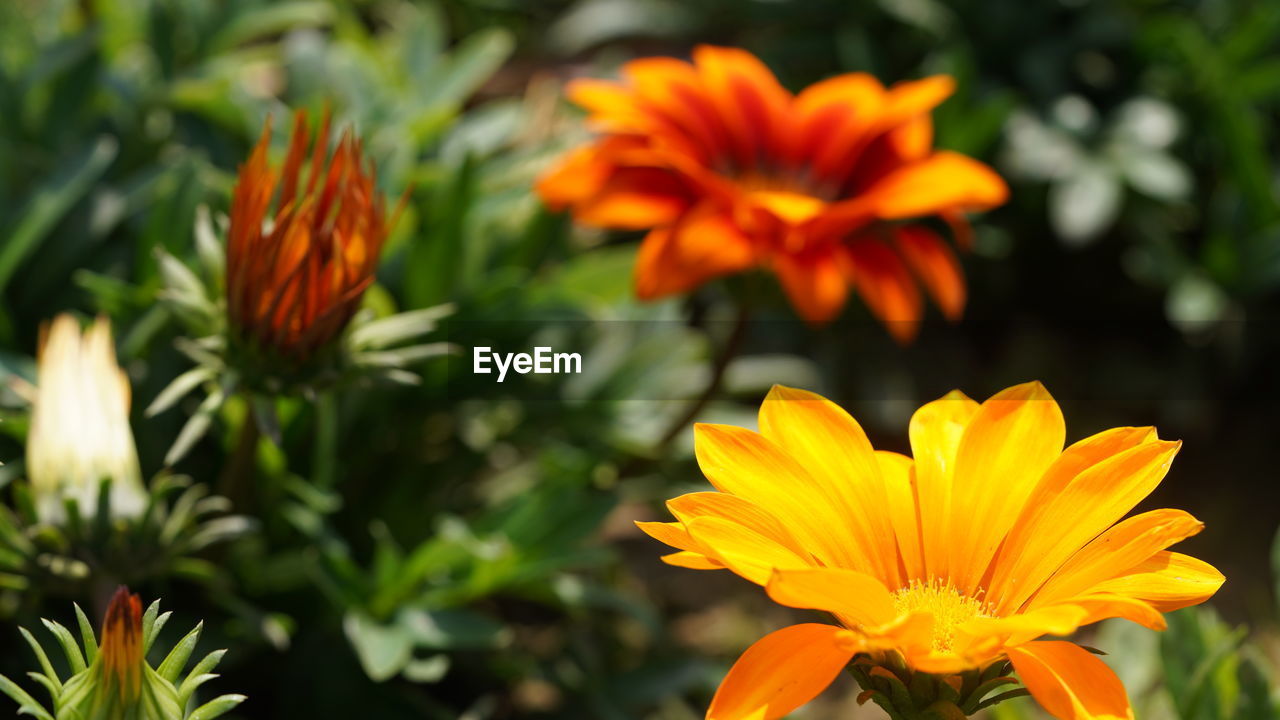 flower, flowering plant, plant, freshness, beauty in nature, nature, flower head, petal, growth, calendula, close-up, orange color, yellow, inflorescence, fragility, botany, no people, herb, ornamental garden, multi colored, garden, wildflower, flowerbed, outdoors, summer, focus on foreground, plant part, green, leaf, macro photography, vibrant color, blossom, sunlight, food, day, springtime