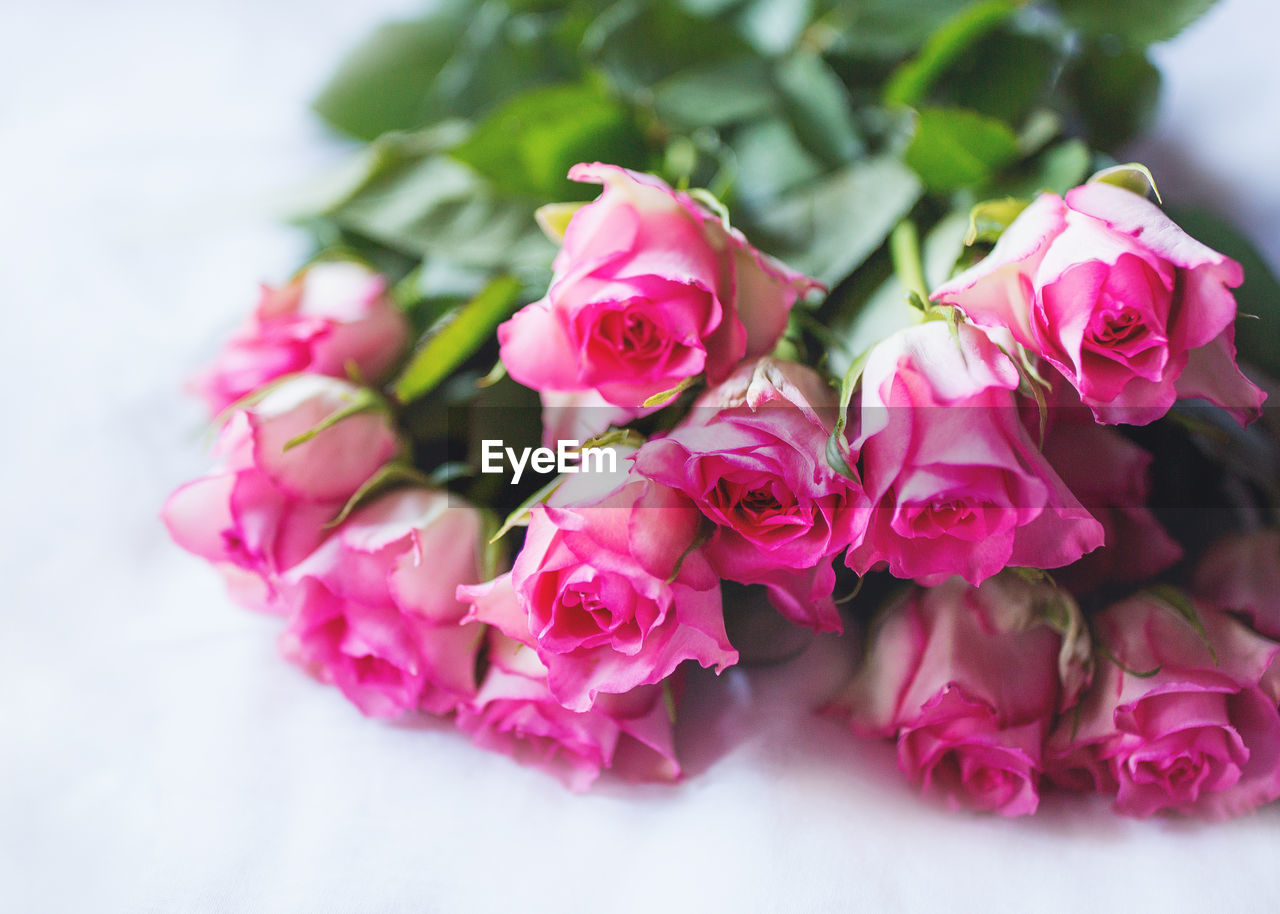 Close-up of pink flowers