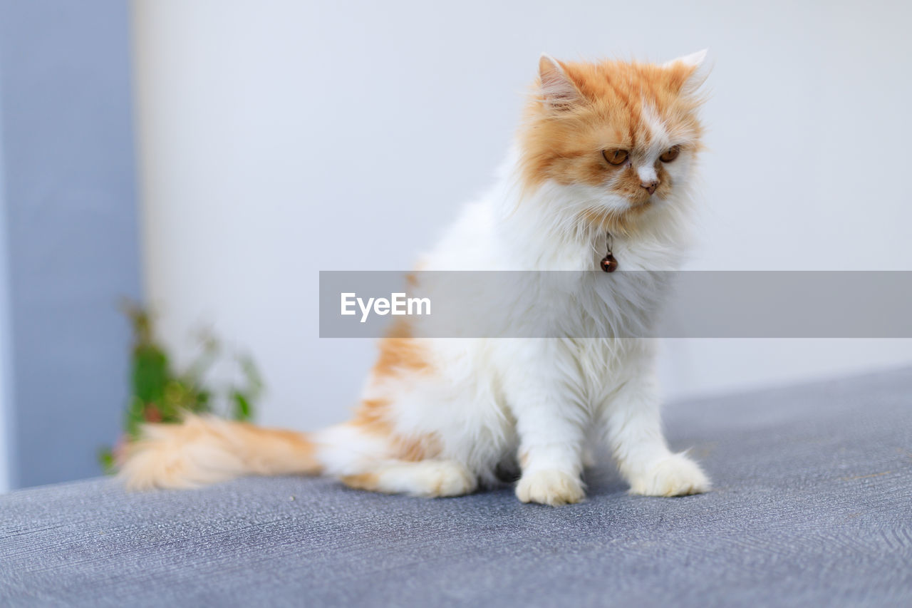 The cute persian cat sitting on the table and looking something, selective focus