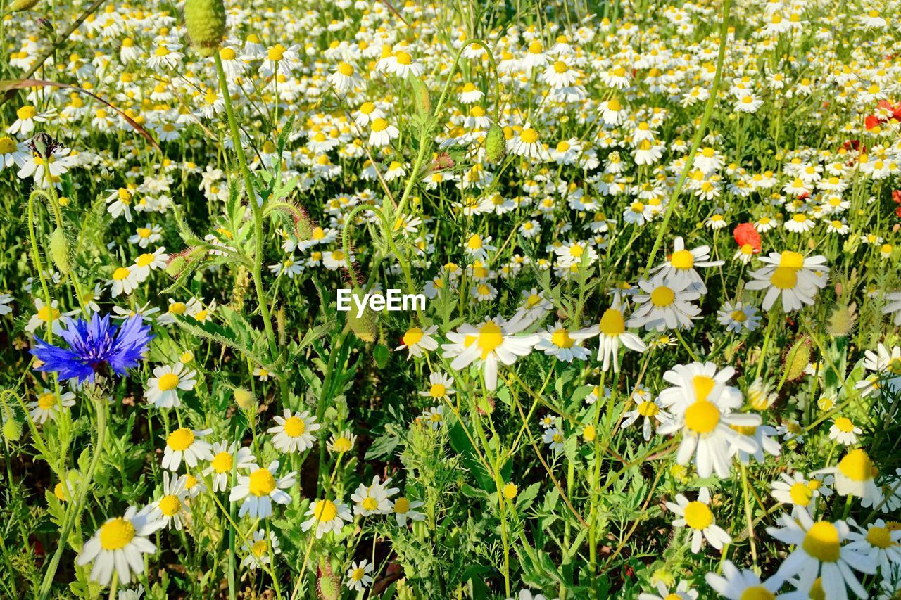 Close-up of white flowers growing in field