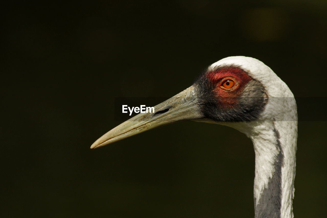 Animal Head  Animal Themes Animal Wildlife Animals In The Wild Beak Bird Black Background Close-up Crane - Bird Day Focus On Foreground Nature No People One Animal Outdoors