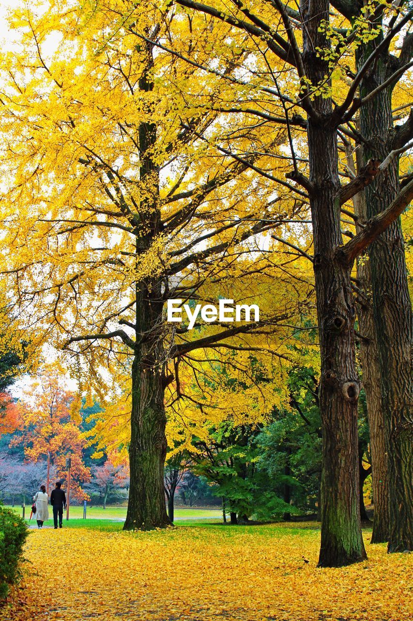 Yellow trees during autumn