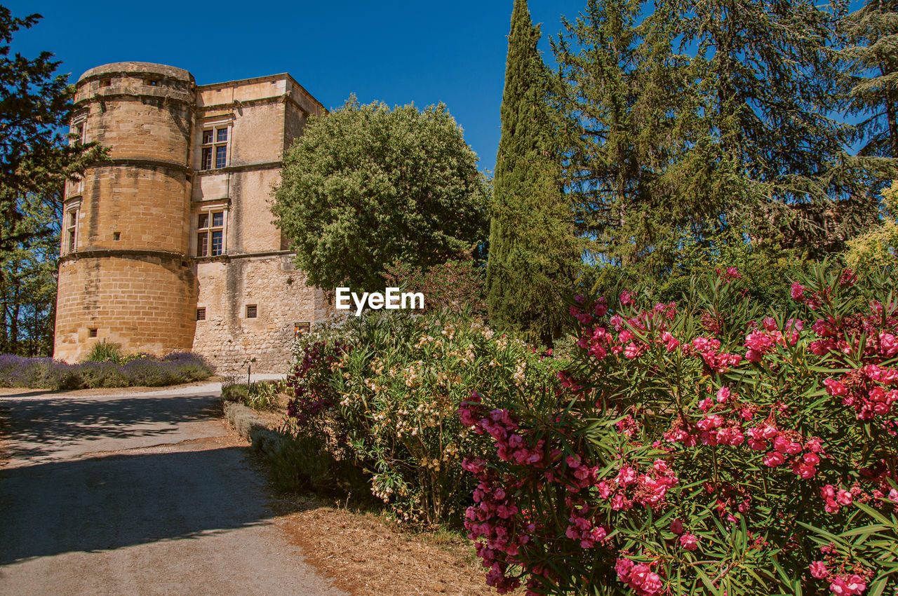 View of the lourmarin castle with lavender bush in front, in the french provence.