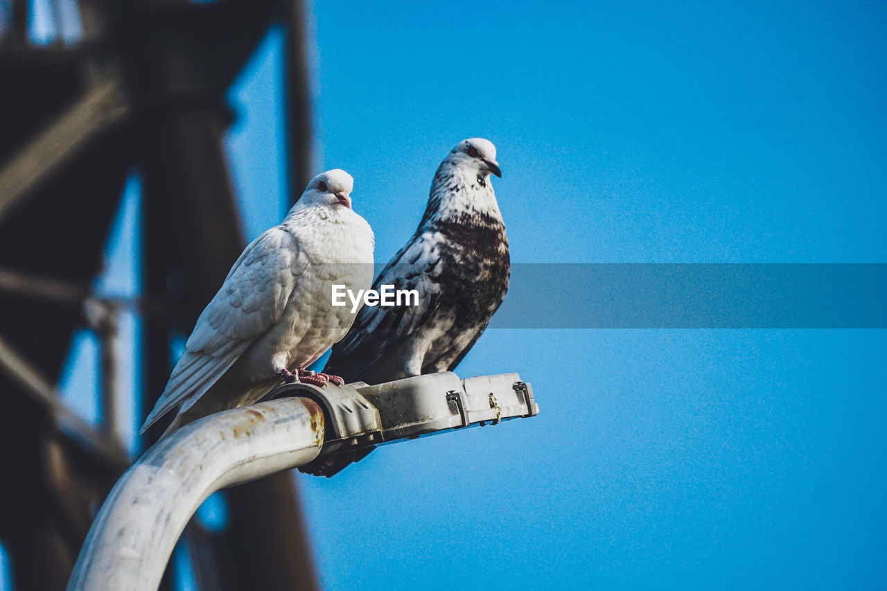 Close-up of birds perching on street light against clear blue sky