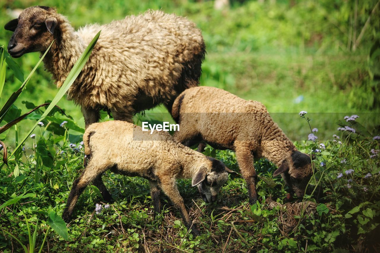 Sheep grazing on field