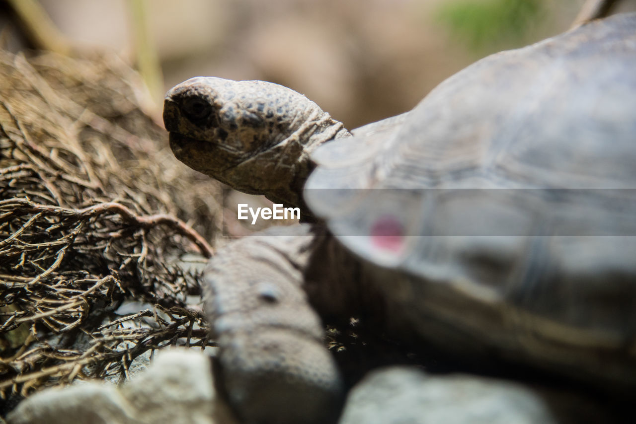 Close-up of a turtle in the wild