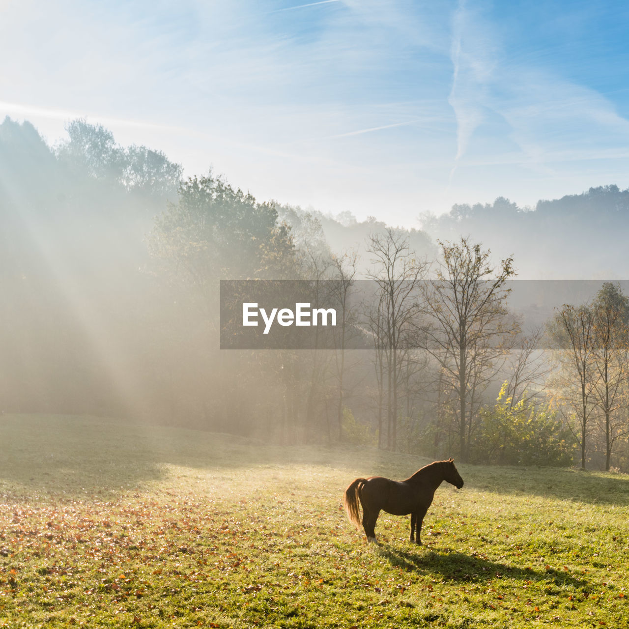 Horse standing on grassy field against sky