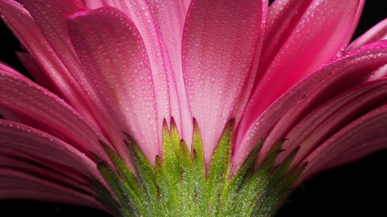 Close-up of wet pink flower against black background