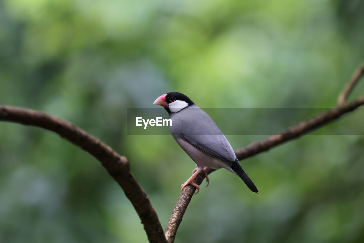 Close-up of bird perching on branch