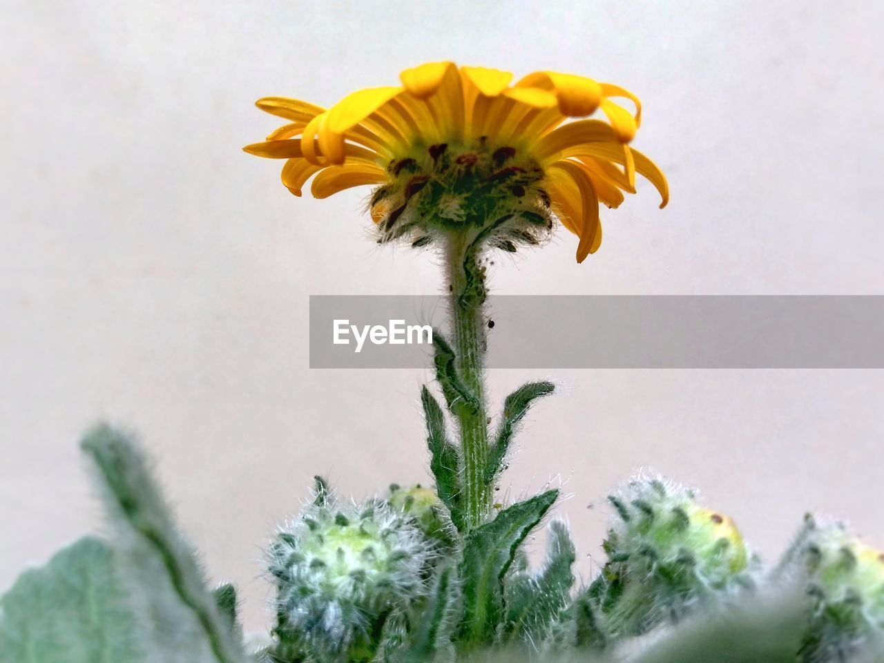 LOW ANGLE VIEW OF SUNFLOWER AGAINST SKY