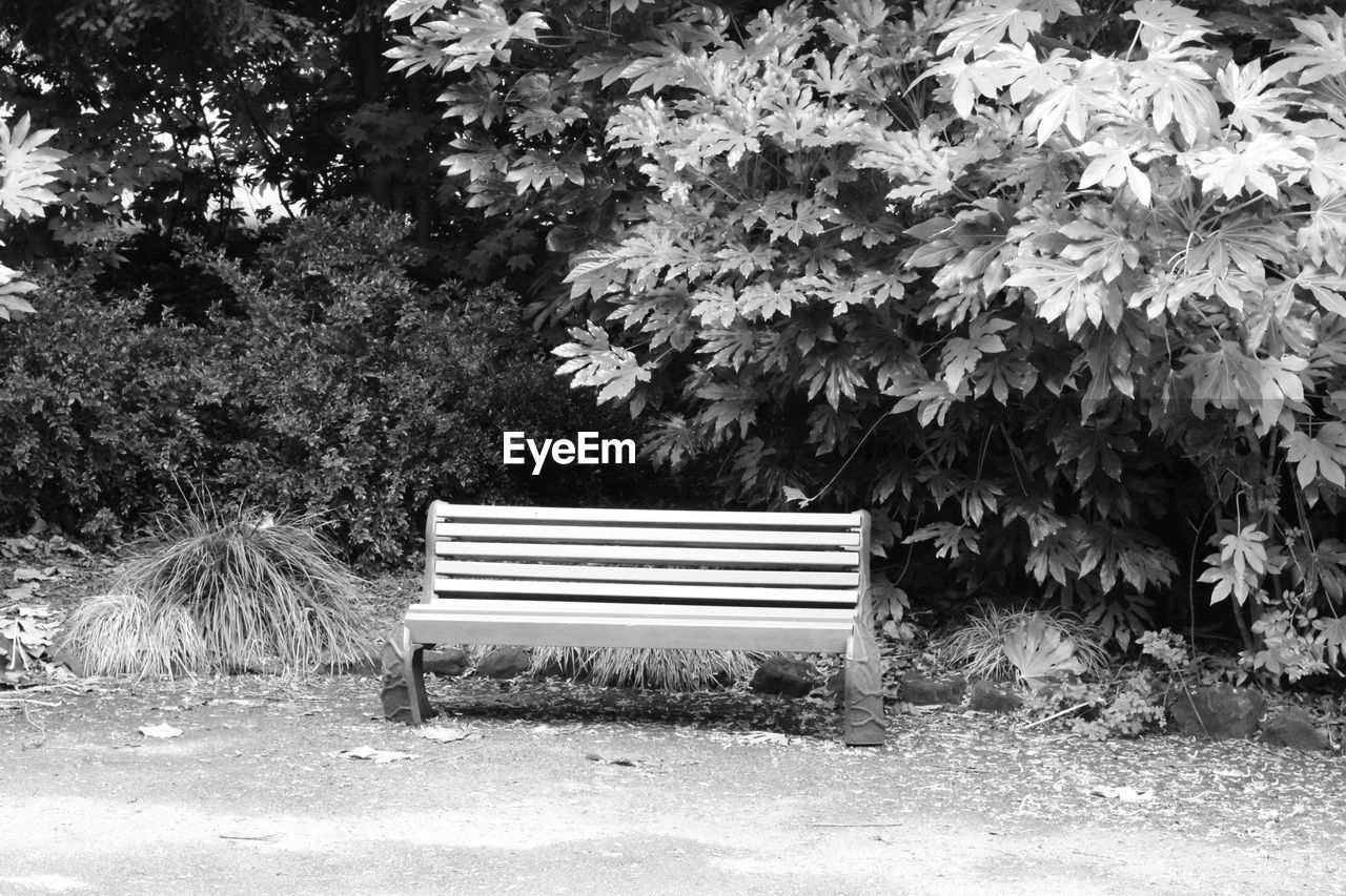 BENCH IN PARK