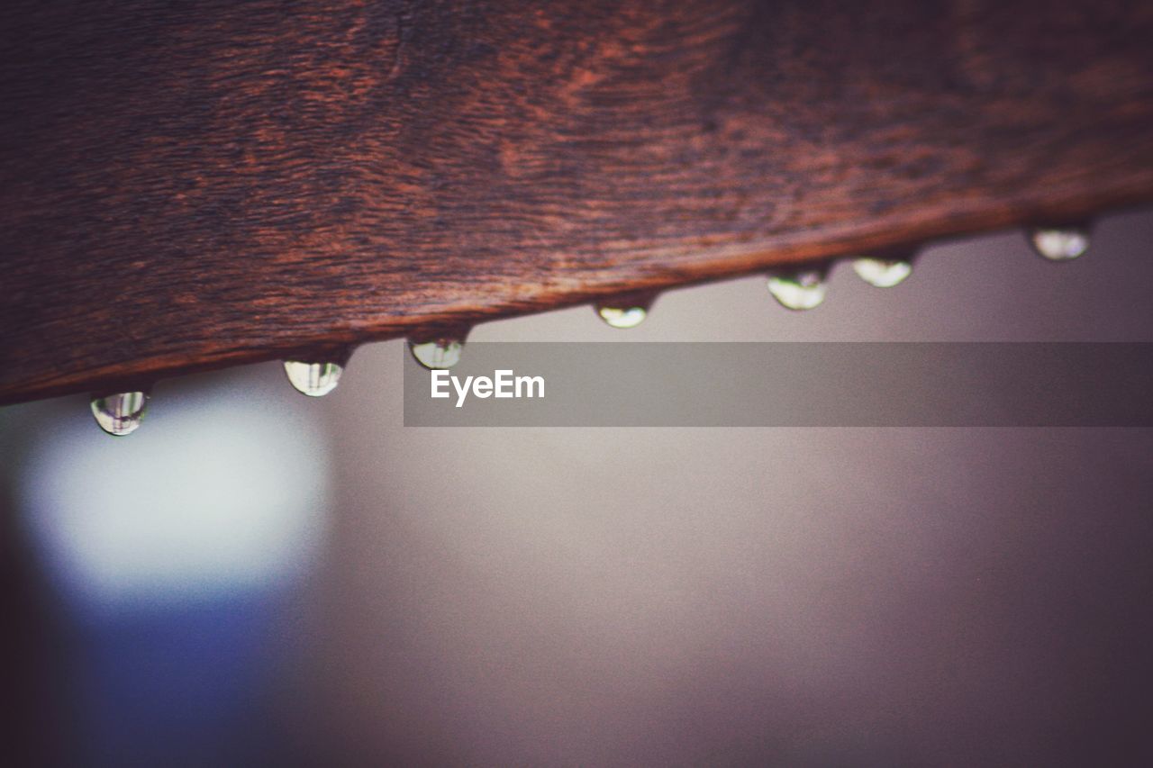 Close-up of raindrops on plant