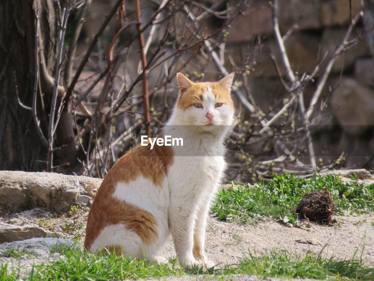 CAT LOOKING AWAY ON FIELD