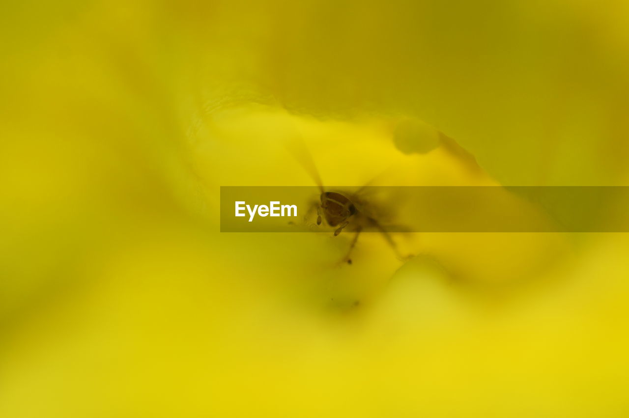 CLOSE-UP OF INSECT ON YELLOW FLOWER OUTDOORS