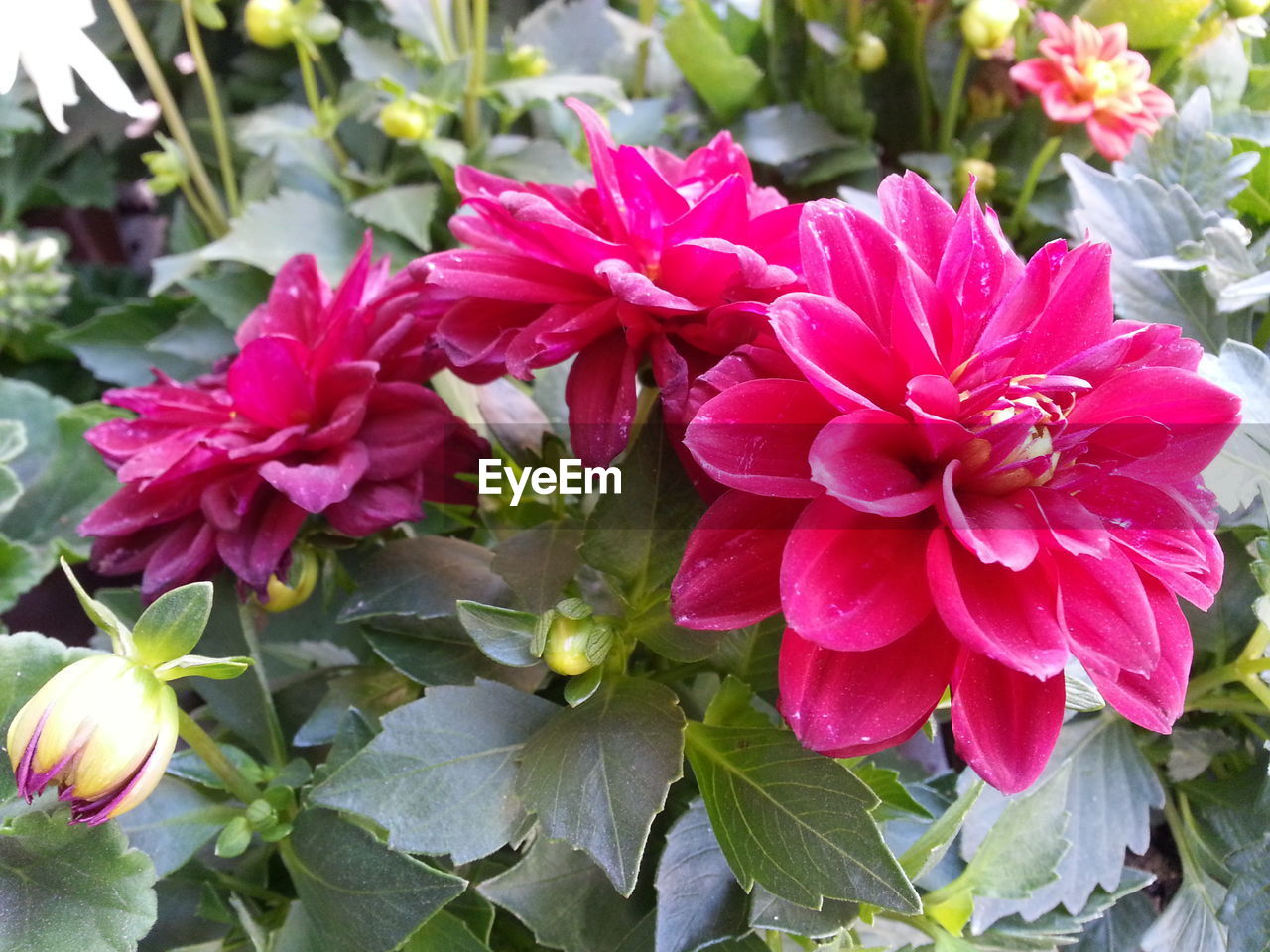 CLOSE-UP OF PINK FLOWER BLOOMING OUTDOORS