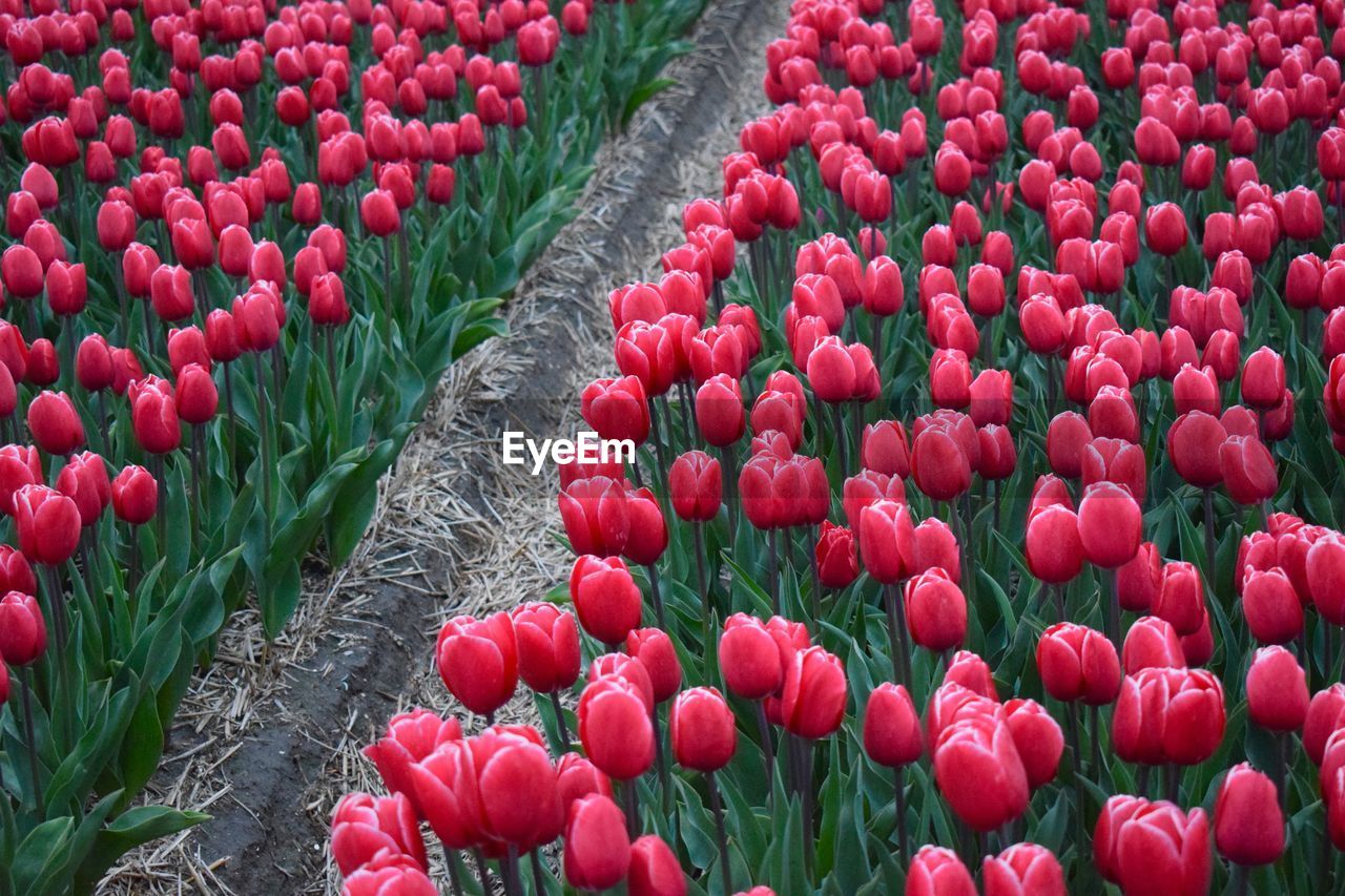 Close-up of red tulips growing in field