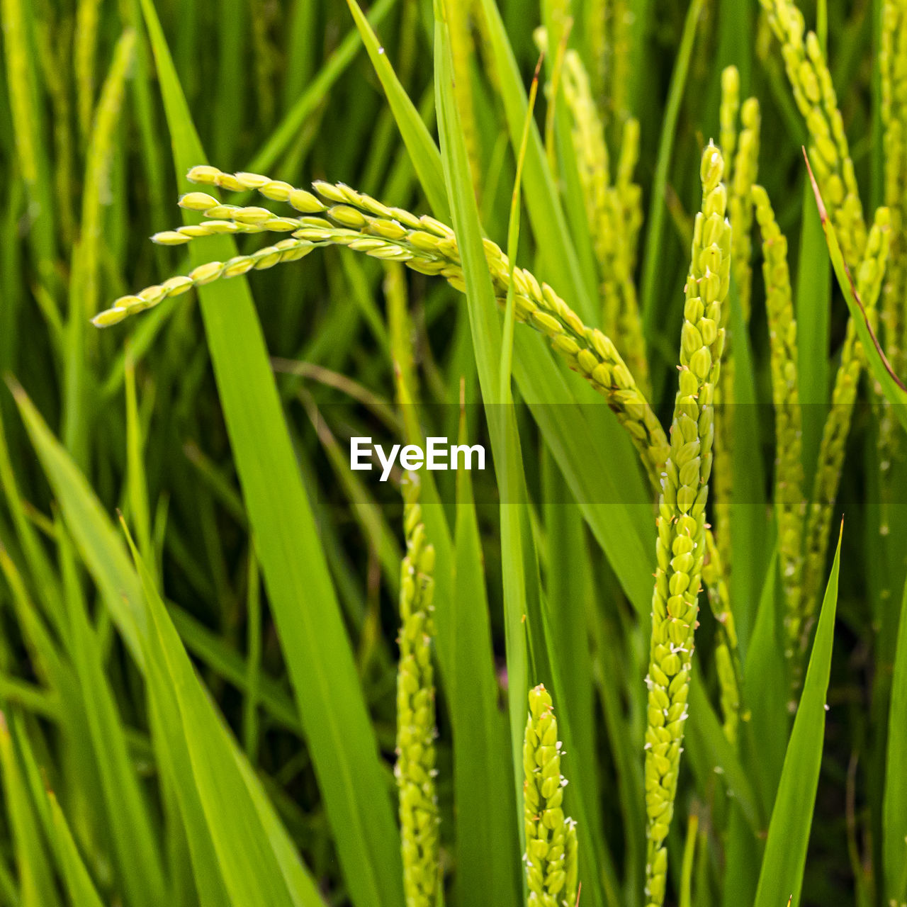 plant, green, growth, agriculture, grass, crop, cereal plant, field, nature, beauty in nature, close-up, food, farm, food and drink, no people, land, meadow, rural scene, plant stem, landscape, prairie, lawn, grassland, freshness, rice, sweet grass, outdoors, paddy field, day, backgrounds, flower, plant part, leaf, focus on foreground, hierochloe, barley, wheat, environment, full frame