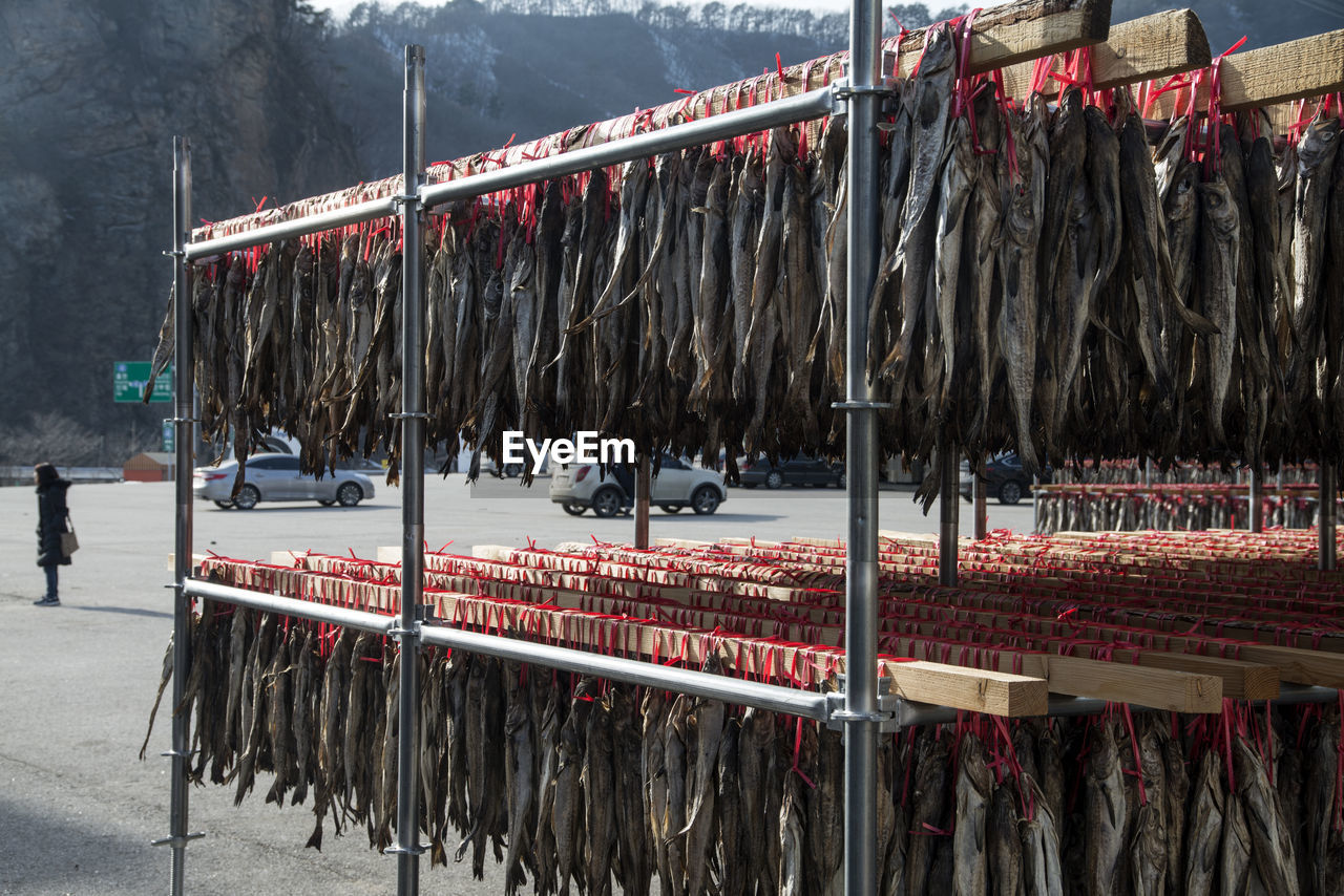 Panoramic shot of drying fishes hanging in winter