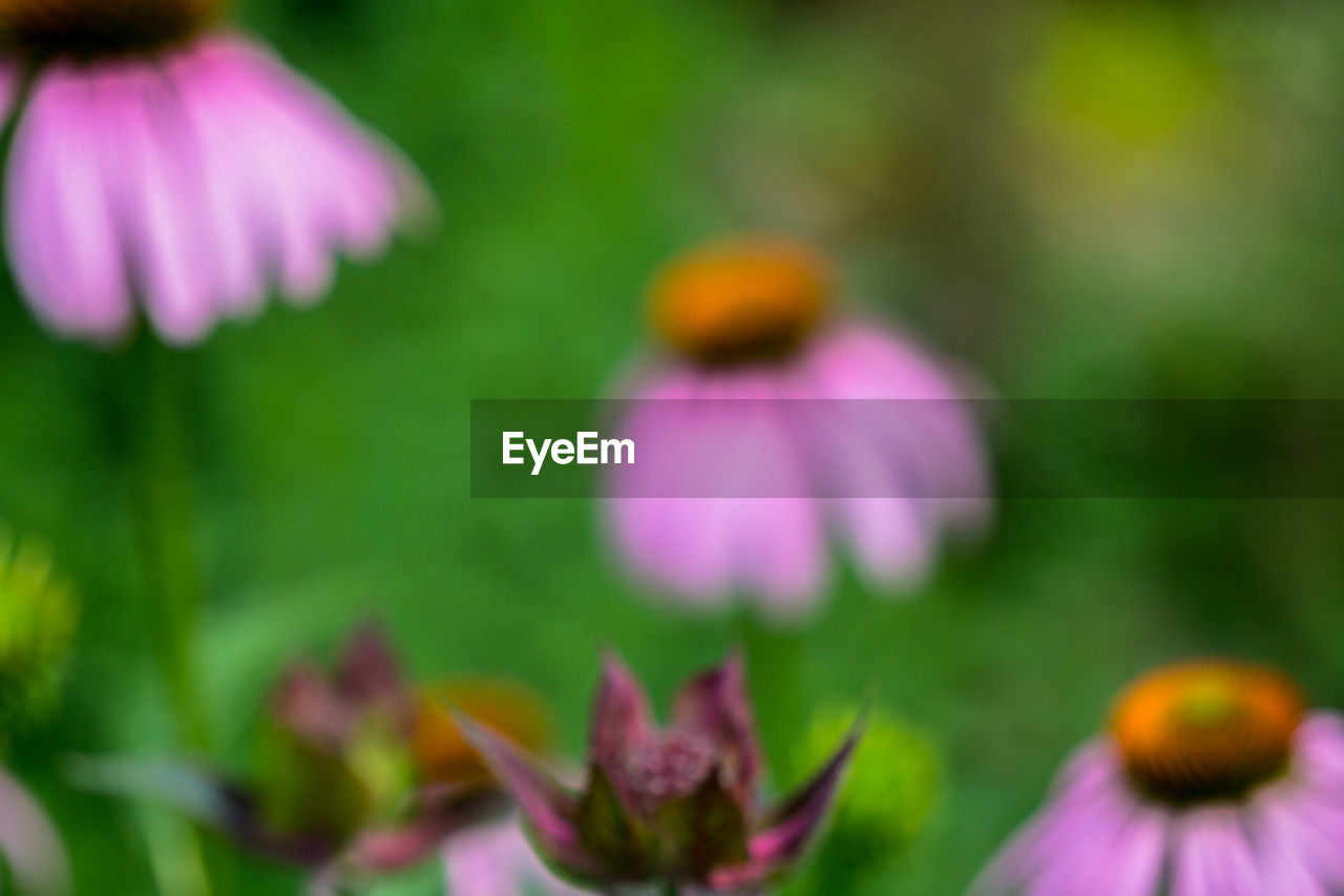 CLOSE-UP OF PURPLE CONEFLOWER BLOOMING OUTDOORS