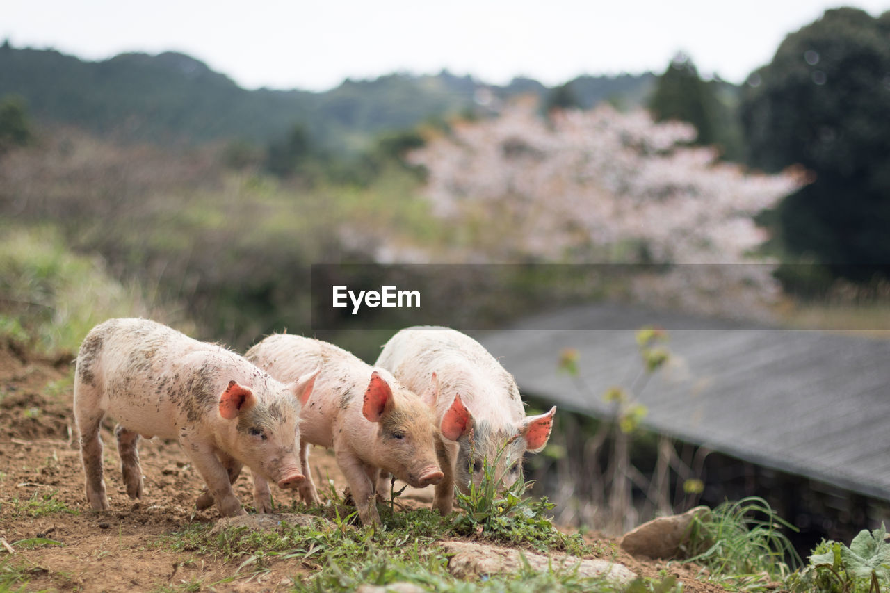 Pigs standing on field against mountain at farm