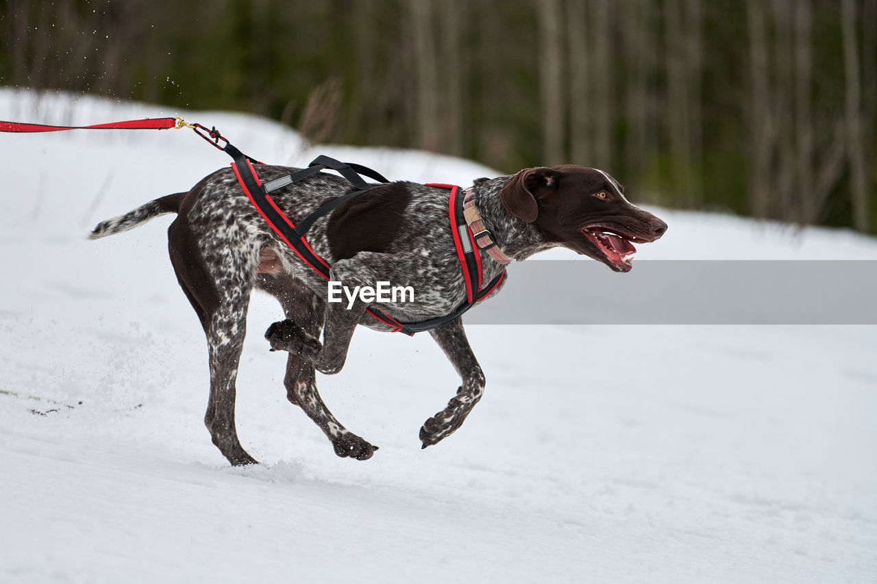 BLACK DOG RUNNING ON SNOW