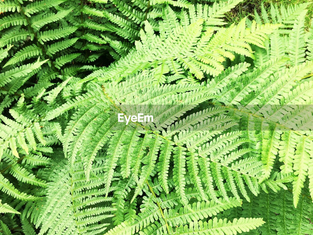 Full frame shot of fern leaves