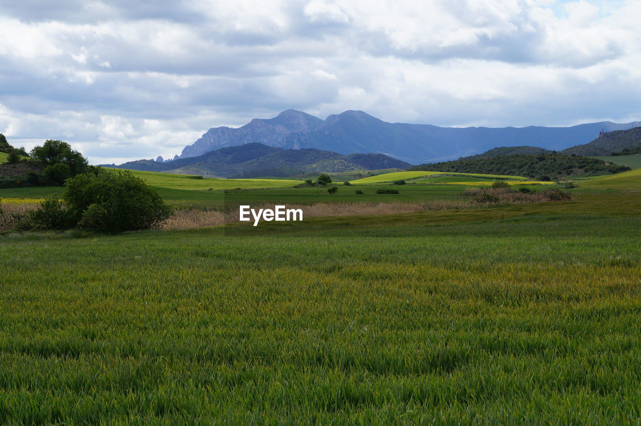 SCENIC VIEW OF LANDSCAPE