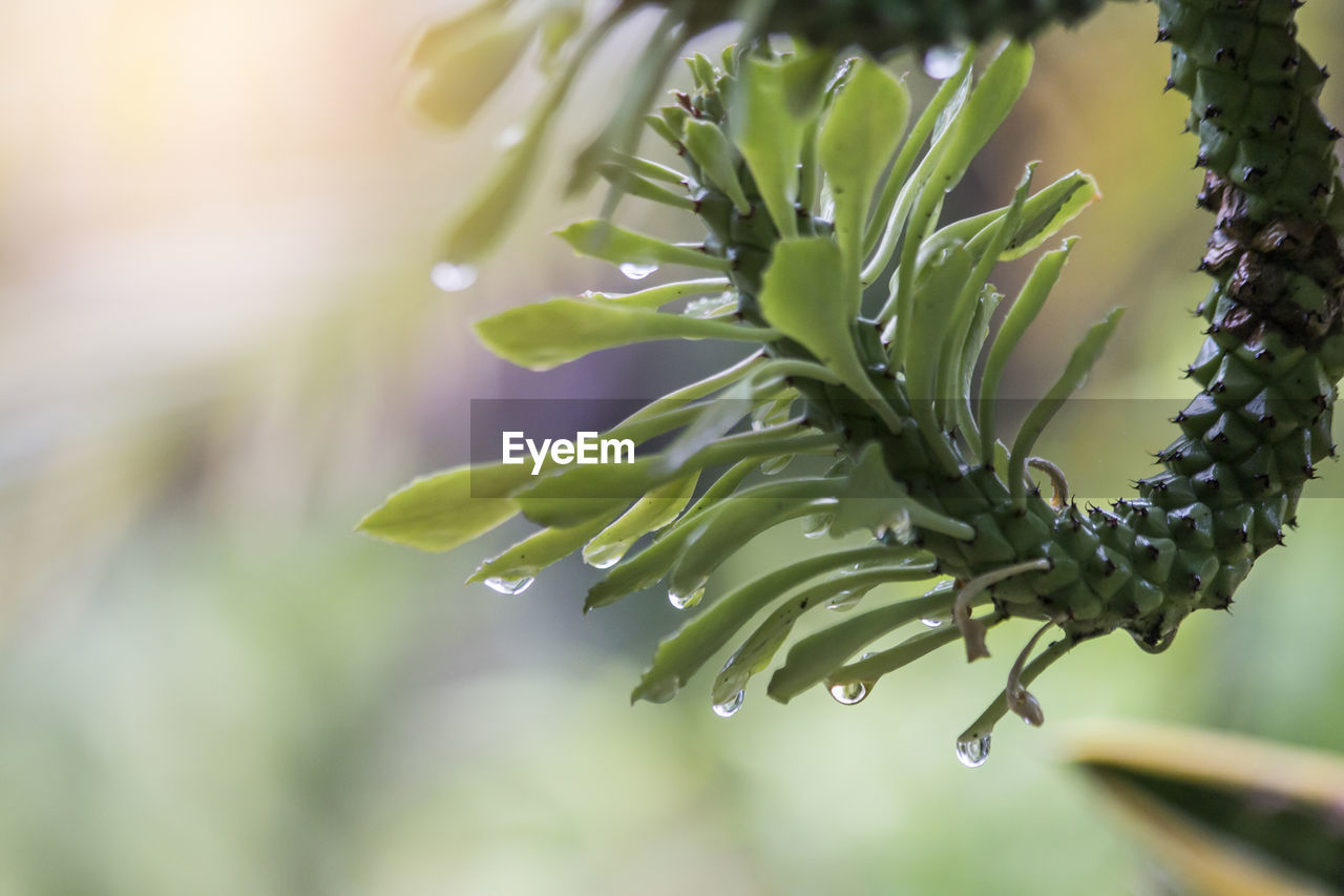 plant, green, close-up, nature, macro photography, branch, tree, beauty in nature, leaf, growth, plant part, flower, no people, plant stem, food and drink, food, freshness, outdoors, focus on foreground, environment, water, healthy eating, drop, fruit, day, selective focus, wet, flowering plant, coniferous tree