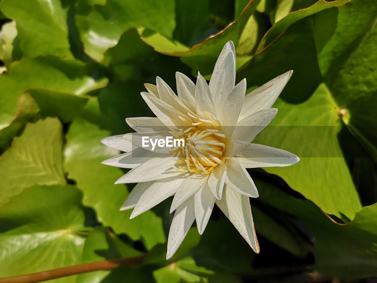 Close-up of white flowering plant