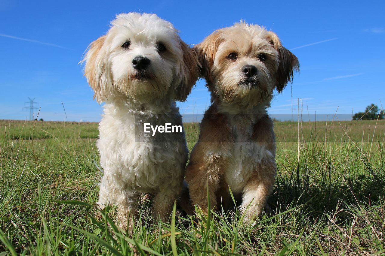 PORTRAIT OF DOGS ON FIELD