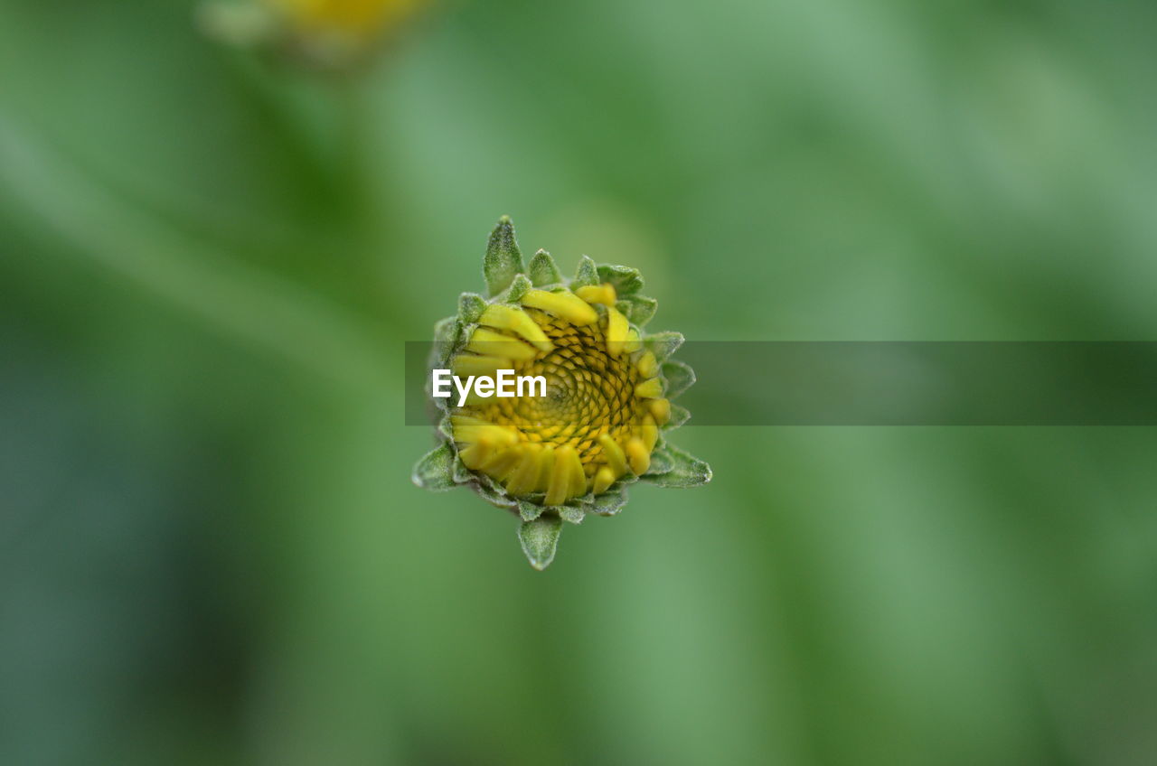 CLOSE-UP OF YELLOW FLOWER ON PLANT