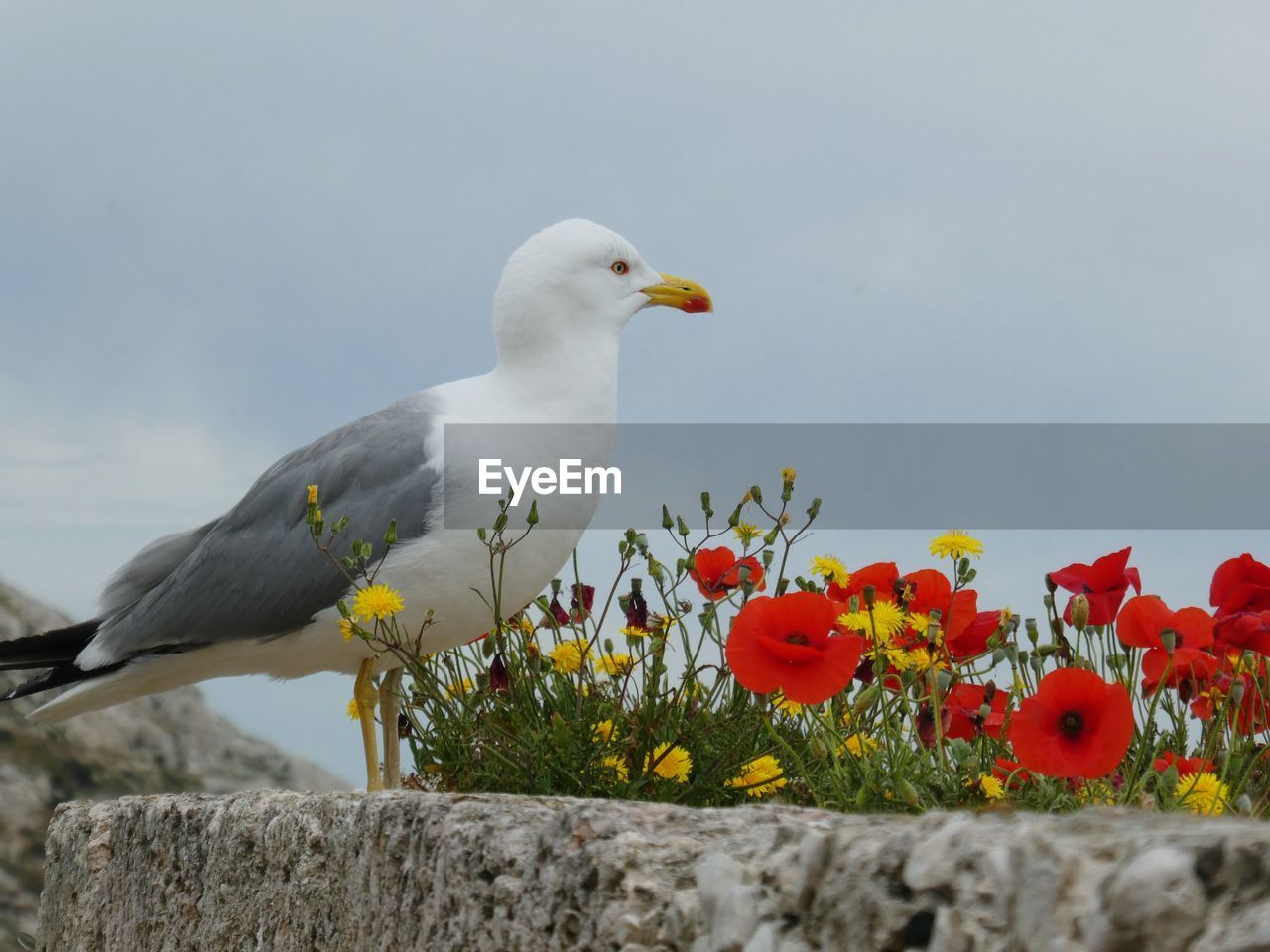 Close-up of seagull by flowers blooming against sky